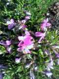 Pht0604060740.jpg