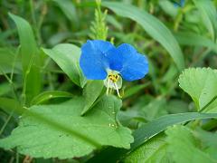 ツユクサ・2.JPG