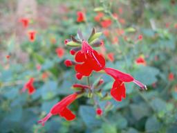 ベニバナサルビア（紅花サルビア）・3.