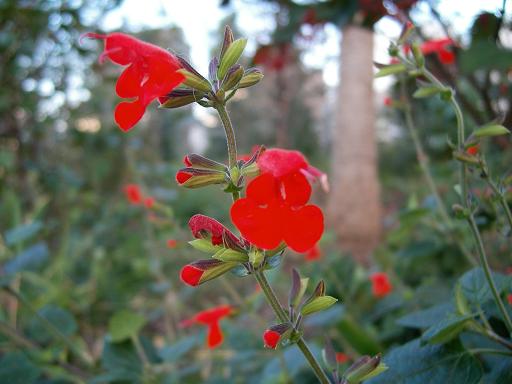 ベニバナサルビア（紅花サルビア）・1.