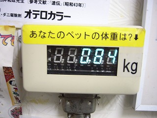 栗(まろん)の体重です!
