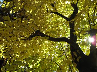 公園の紅葉アップ