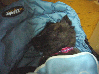 P1060016momo4.jpg