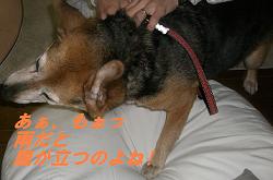 雨の日のお散歩大嫌い