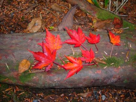 平湯_紅葉2008.JPG