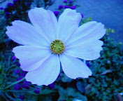 NEC_0159.JPG