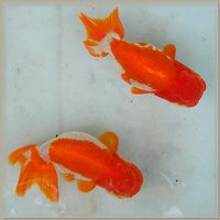 200904_mosaic_goldfish200.jpg