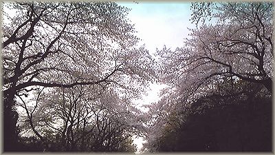 200904_sakura.jpg