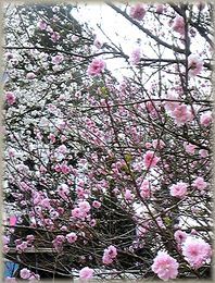 200904_sakura2.jpg