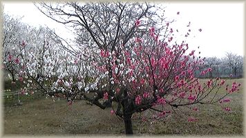 200904_sakura3.jpg