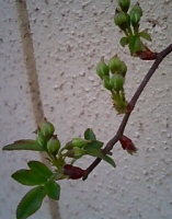 モッコウバラ070331