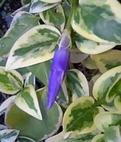 ツルニチニチソウ070331