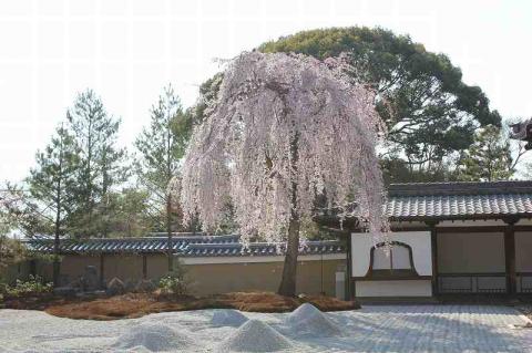 高台寺の桜.jpg