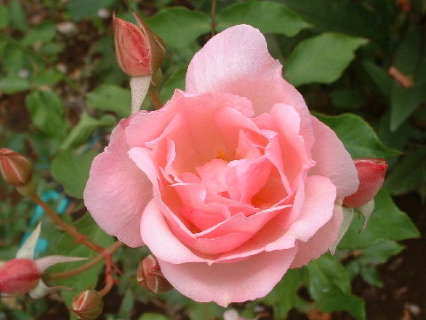 Photo062.jpg