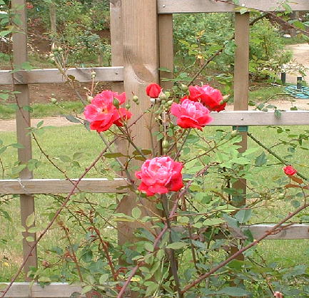 Photo042.jpg