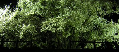 夜桜