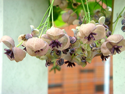 家庭菜園、あけびの花（H22）