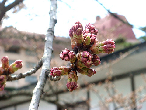 花巻、花巻温泉の桜（サクラ・さくら）