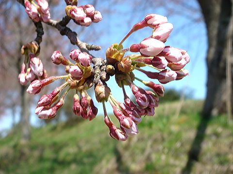 花巻、北上川河川敷の桜（サクラ・さくら）