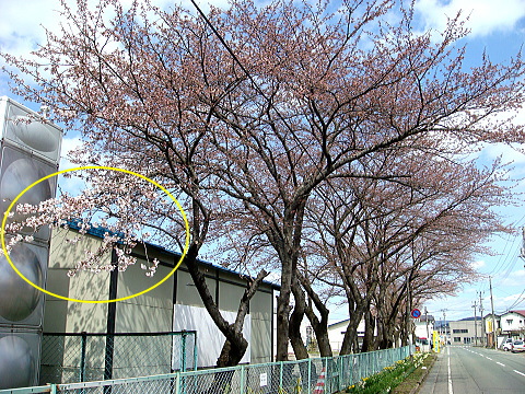 花巻、旧花巻厚生病院の桜（サクラ・さくら）