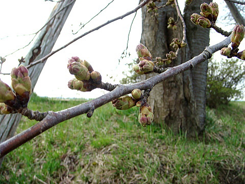 北上川堤防の桜並木、まだまだつぼみ