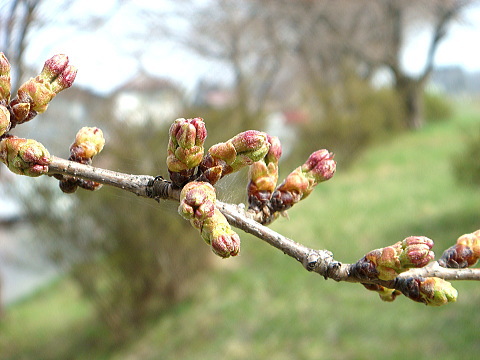 岩手の今、花巻の桜・旧花巻厚生病院の桜　現況報告