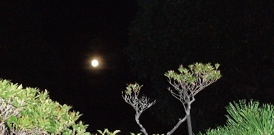 我が家の庭から見た盆の月W400.jpg