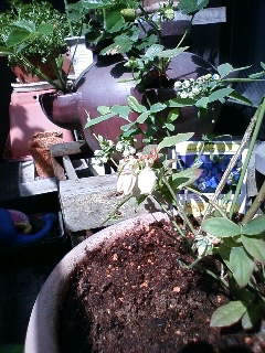 ブルーベリー開花