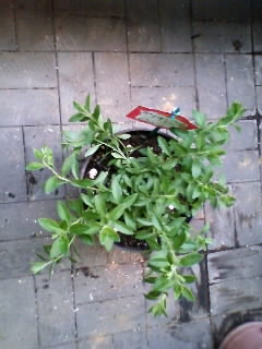 ミリオン　ピンチ前