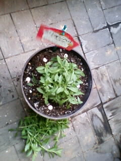 ミリオン　ピンチ後