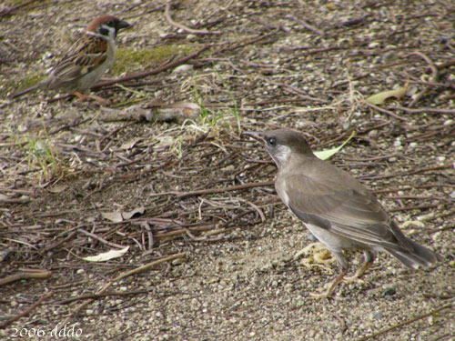 Bird#3 and Sparrow/とりさんその３とスズメ(Telephoto/望遠写真)