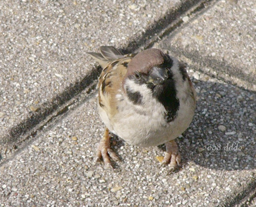 Sparrow/スズメ(Photo/写真)