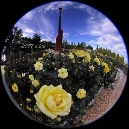 Yellow Rose/黄色のバラ(Fisheye Photo/魚眼写真)