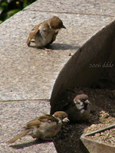 Sparrows/スズメ(Telephoto/望遠写真)