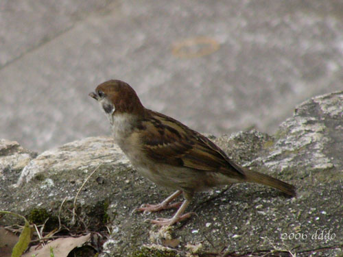 Sparrow/スズメ(Telephoto/望遠写真)