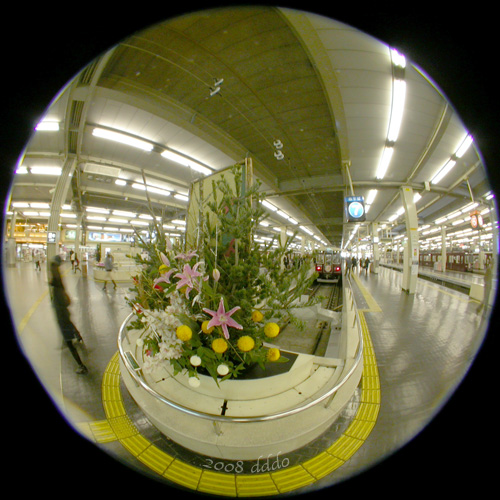 Terminal flower/ターミナルのお正月(Fisheye Photo/魚眼写真)
