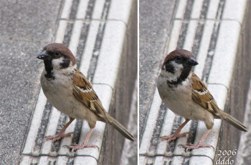 Sparrow/スズメ(Telephoto/望遠写真)
