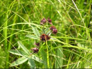 クロバナロウゲ
