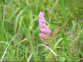 ホシザキシモツゲ