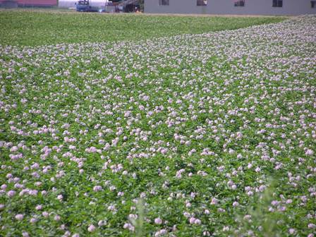 ジャガイモの花