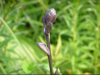 花の名前は？？