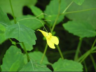 こちらもわかりません。