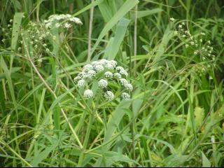 セリの仲間でしょうか