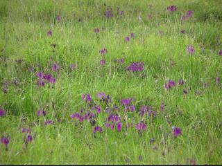 風連湖カキツバタ