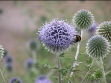 ルリ玉アザミとミツバチ