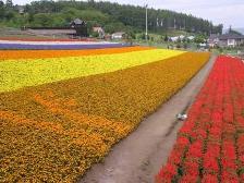 中富良野町営ラベンダー園