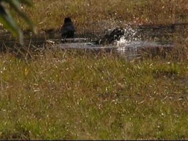 カラスの行水３