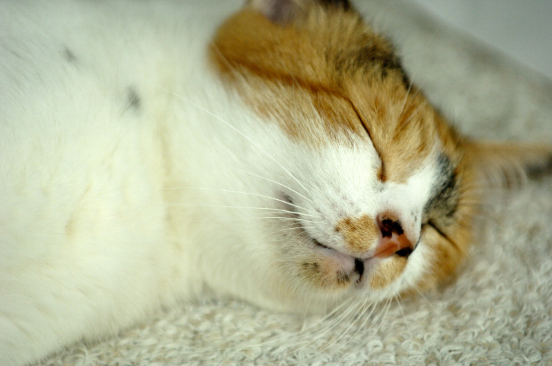 20060727.jpg