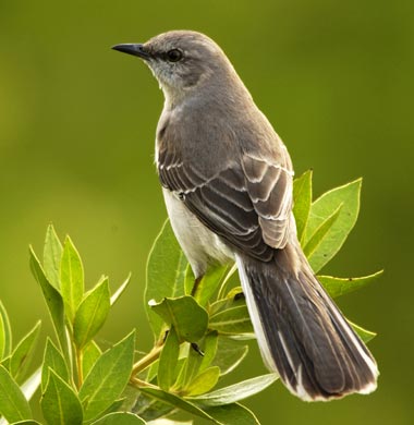 northern_mockingbird_web.jpg