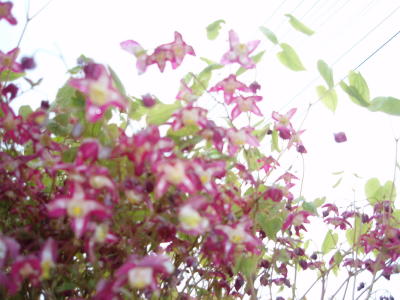 初めての花・？